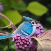 3D puzzle Eugy blue jay - 4/6